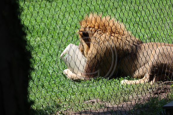 KTIN9464. Philadelphia Zoo 08112024 ktiplaura@gmail.com