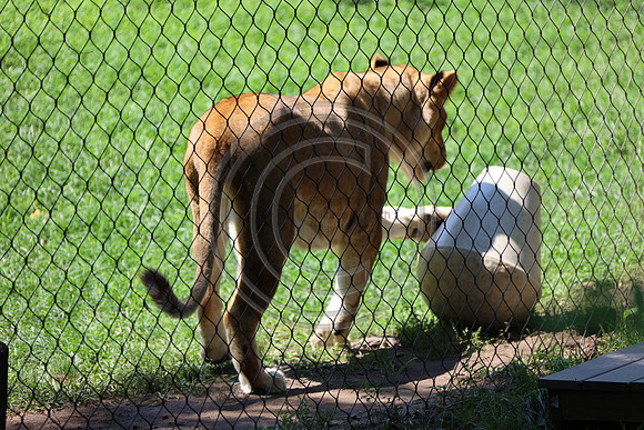 KTIN9507. Philadelphia Zoo 08112024 ktiplaura@gmail.com