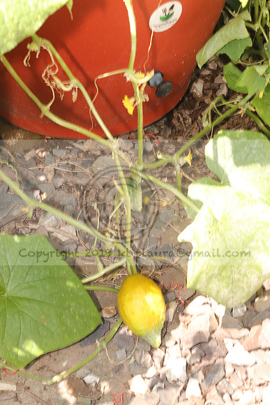 IMG_2641.Torpedopot July 26,2020 @KTIP Laura Elam