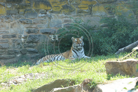 KTIN9537. Philadelphia Zoo 08112024 ktiplaura@gmail.com
