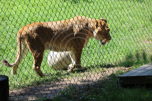 KTIN9513. Philadelphia Zoo 08112024 ktiplaura@gmail.com