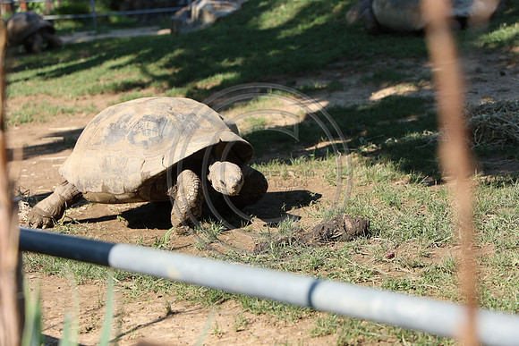 KTIN9654. Philadelphia Zoo 08112024 ktiplaura@gmail.com