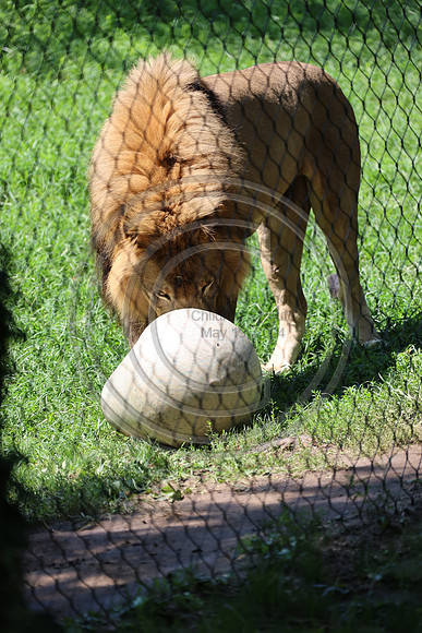 KTIN9495. Philadelphia Zoo 08112024 ktiplaura@gmail.com