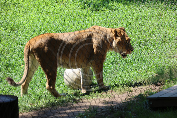 KTIN9512. Philadelphia Zoo 08112024 ktiplaura@gmail.com
