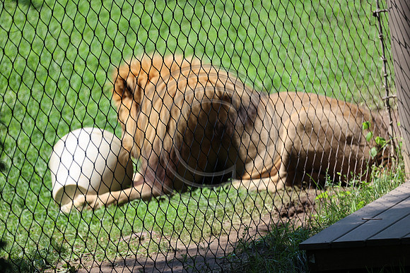 KTIN9471. Philadelphia Zoo 08112024 ktiplaura@gmail.com