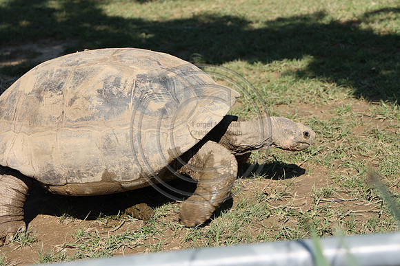 KTIN9657. Philadelphia Zoo 08112024 ktiplaura@gmail.com
