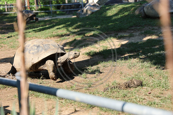 KTIN9651. Philadelphia Zoo 08112024 ktiplaura@gmail.com