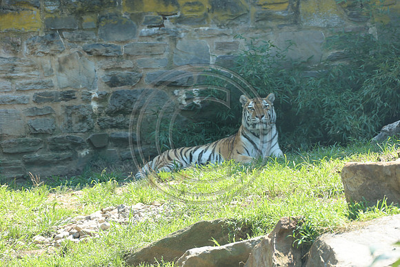 KTIN9540. Philadelphia Zoo 08112024 ktiplaura@gmail.com