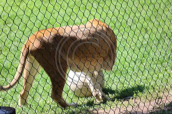 KTIN9510. Philadelphia Zoo 08112024 ktiplaura@gmail.com