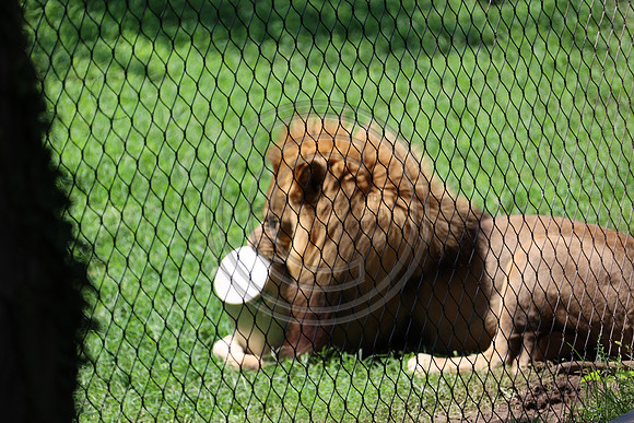 KTIN9457. Philadelphia Zoo 08112024 ktiplaura@gmail.com