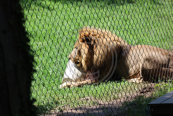 KTIN9468. Philadelphia Zoo 08112024 ktiplaura@gmail.com