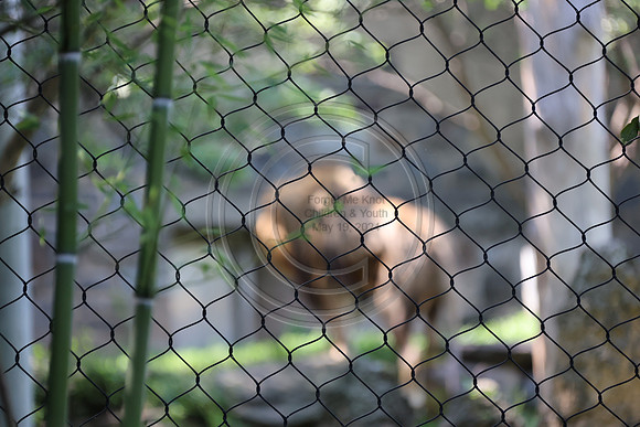 KTIN9502. Philadelphia Zoo 08112024 ktiplaura@gmail.com