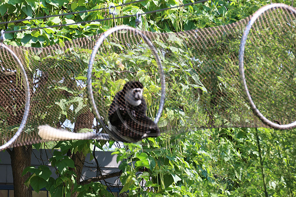 KTIN9585. Philadelphia Zoo 08112024 ktiplaura@gmail.com