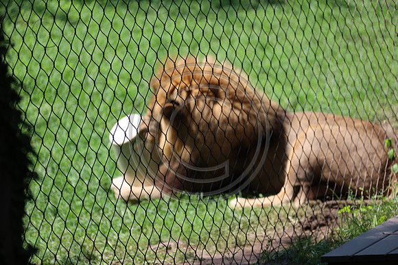 KTIN9460. Philadelphia Zoo 08112024 ktiplaura@gmail.com