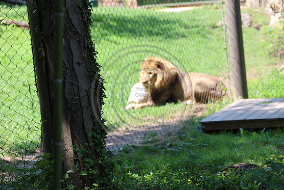KTIN9467. Philadelphia Zoo 08112024 ktiplaura@gmail.com