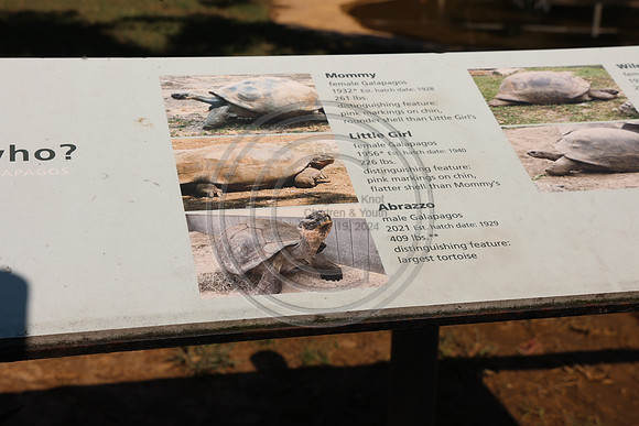 KTIN9666. Philadelphia Zoo 08112024 ktiplaura@gmail.com