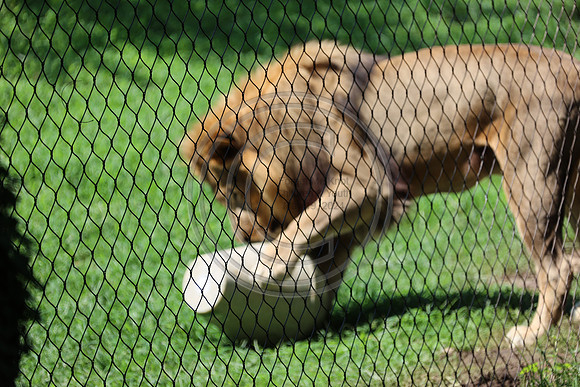 KTIN9477. Philadelphia Zoo 08112024 ktiplaura@gmail.com
