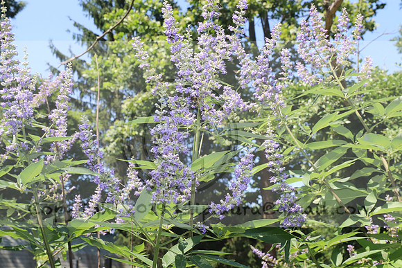 IMG_2615.Torpedopot July 26,2020 @KTIP Laura Elam
