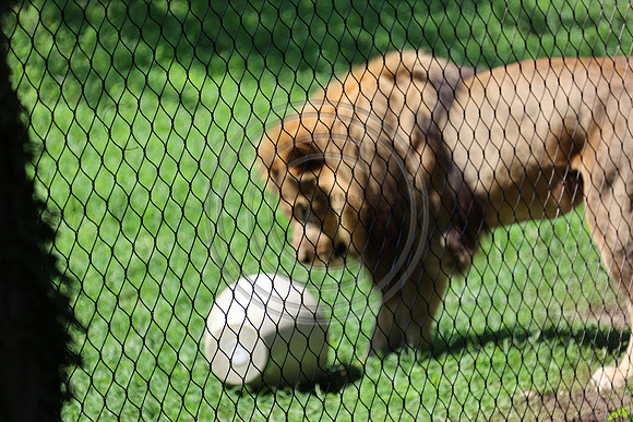 KTIN9476. Philadelphia Zoo 08112024 ktiplaura@gmail.com