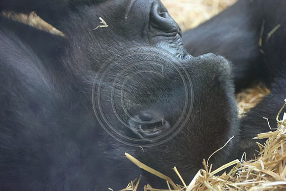 KTIN9444. Philadelphia Zoo 08112024 ktiplaura@gmail.com