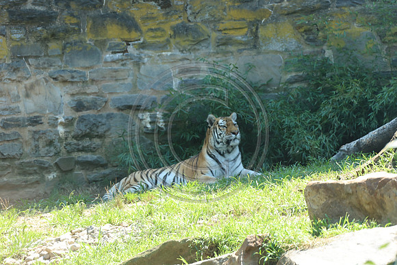 KTIN9535. Philadelphia Zoo 08112024 ktiplaura@gmail.com