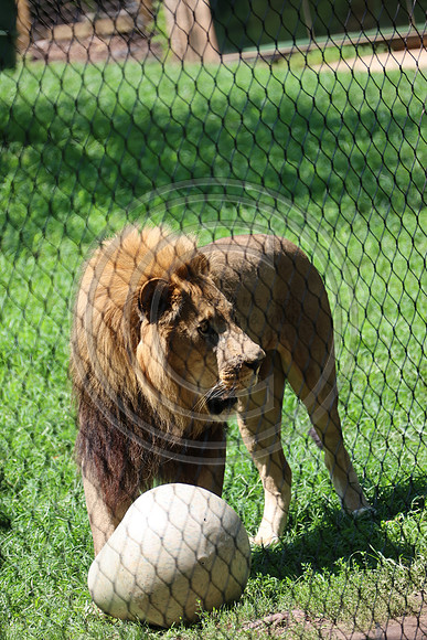 KTIN9490. Philadelphia Zoo 08112024 ktiplaura@gmail.com