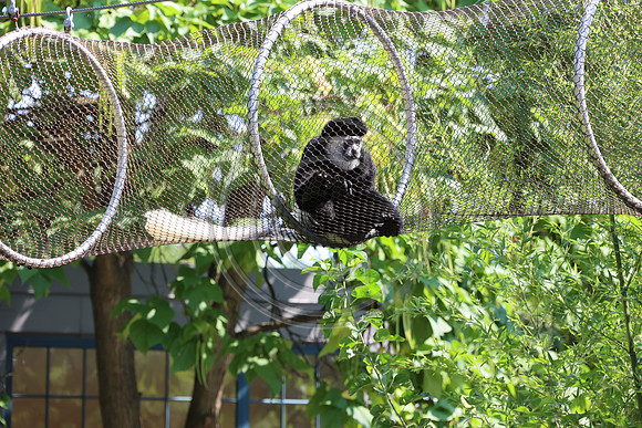 KTIN9587. Philadelphia Zoo 08112024 ktiplaura@gmail.com