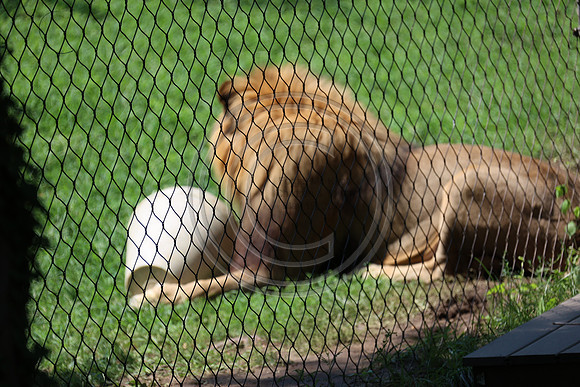 KTIN9469. Philadelphia Zoo 08112024 ktiplaura@gmail.com