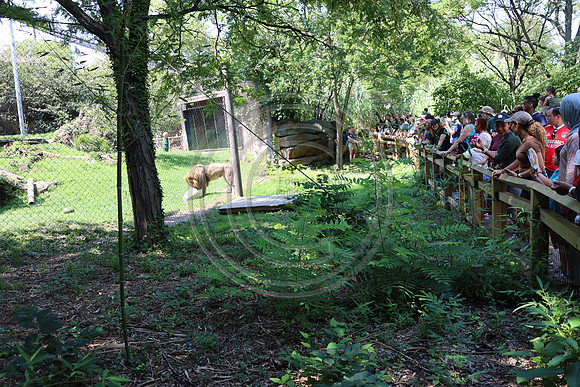 KTIN9480. Philadelphia Zoo 08112024 ktiplaura@gmail.com