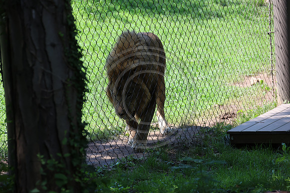 KTIN9497. Philadelphia Zoo 08112024 ktiplaura@gmail.com