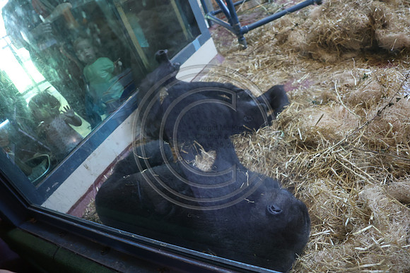 KTIN9441. Philadelphia Zoo 08112024 ktiplaura@gmail.com