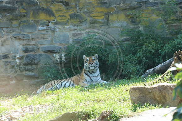KTIN9536. Philadelphia Zoo 08112024 ktiplaura@gmail.com
