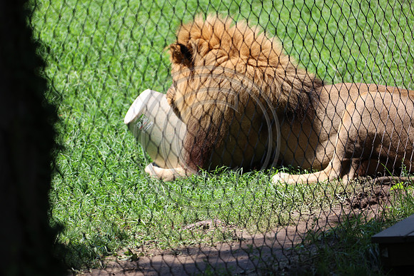 KTIN9463. Philadelphia Zoo 08112024 ktiplaura@gmail.com
