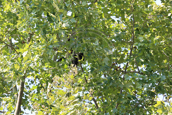 KTIN9611. Philadelphia Zoo 08112024 ktiplaura@gmail.com