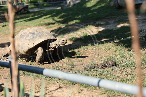 KTIN9652. Philadelphia Zoo 08112024 ktiplaura@gmail.com