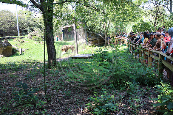 KTIN9481. Philadelphia Zoo 08112024 ktiplaura@gmail.com