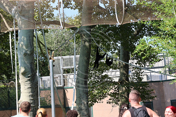 KTIN9602. Philadelphia Zoo 08112024 ktiplaura@gmail.com