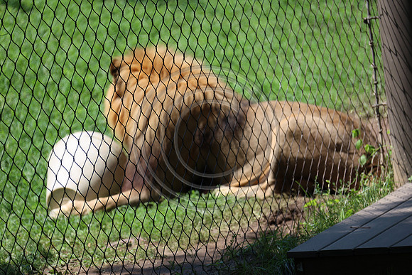 KTIN9470. Philadelphia Zoo 08112024 ktiplaura@gmail.com