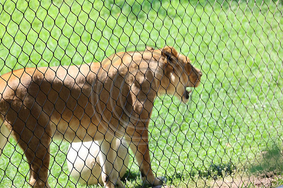 KTIN9511. Philadelphia Zoo 08112024 ktiplaura@gmail.com