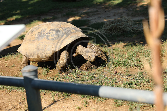 KTIN9655. Philadelphia Zoo 08112024 ktiplaura@gmail.com