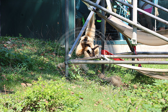 KTIN9593. Philadelphia Zoo 08112024 ktiplaura@gmail.com