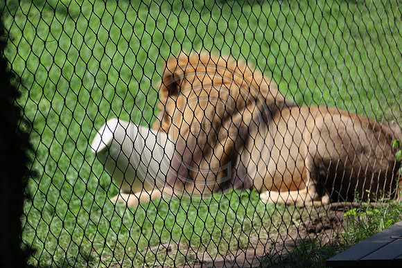 KTIN9466. Philadelphia Zoo 08112024 ktiplaura@gmail.com