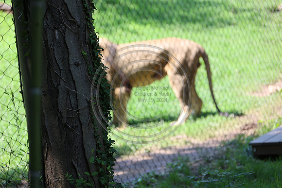 KTIN9452. Philadelphia Zoo 08112024 ktiplaura@gmail.com