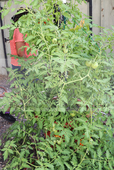 IMG_2066.Torpedopot July 26,2020 @KTIP Laura Elam