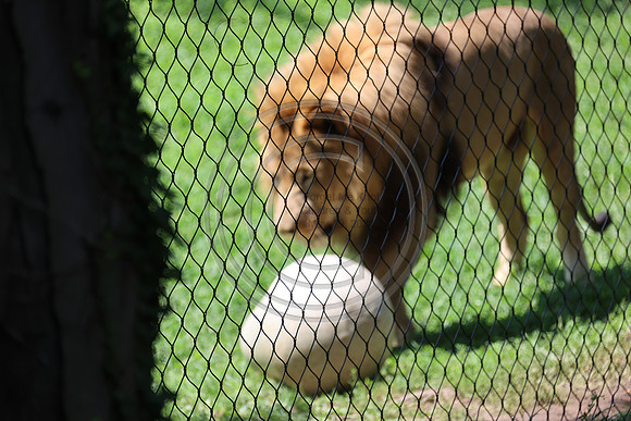 KTIN9485. Philadelphia Zoo 08112024 ktiplaura@gmail.com