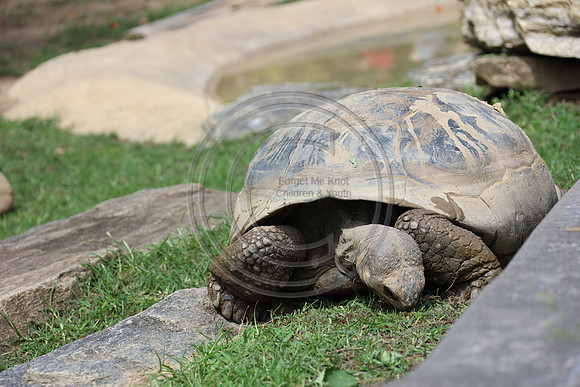 KTIN9382. Philadelphia Zoo 08112024 ktiplaura@gmail.com