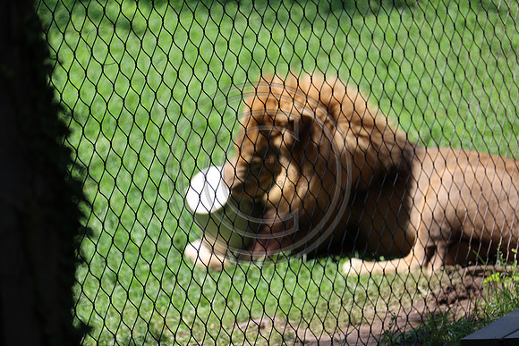 KTIN9458. Philadelphia Zoo 08112024 ktiplaura@gmail.com