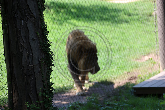 KTIN9496. Philadelphia Zoo 08112024 ktiplaura@gmail.com