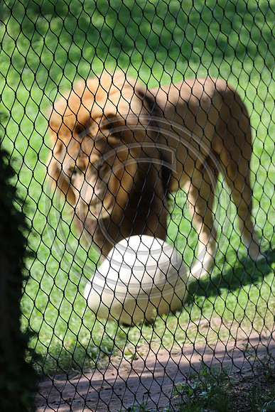 KTIN9494. Philadelphia Zoo 08112024 ktiplaura@gmail.com