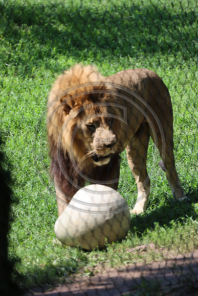 KTIN9491. Philadelphia Zoo 08112024 ktiplaura@gmail.com